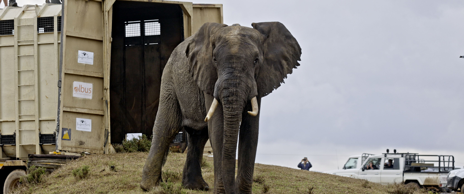 Elephant Banner